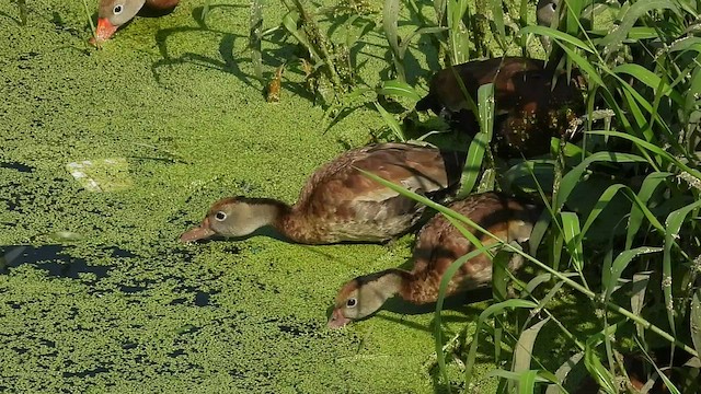 Black-bellied Whistling-Duck - ML509625911