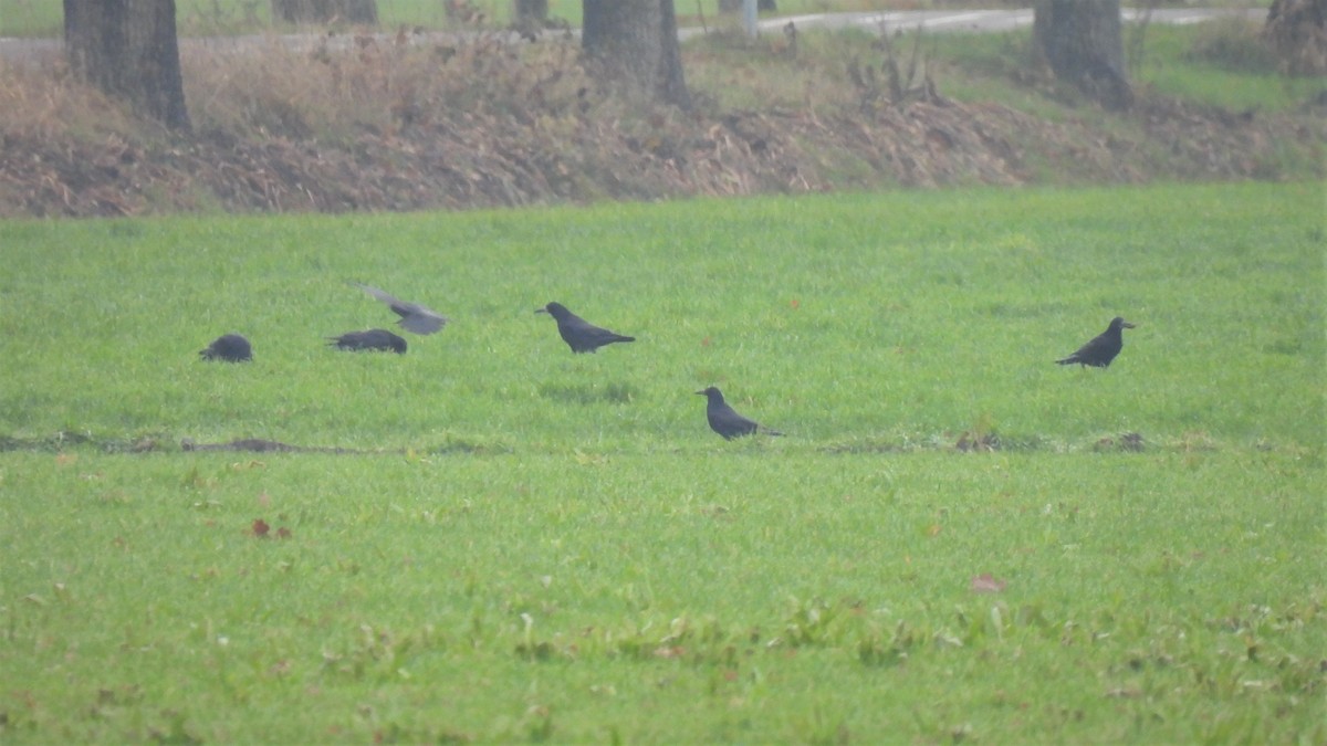 Rook - Joren van Schie