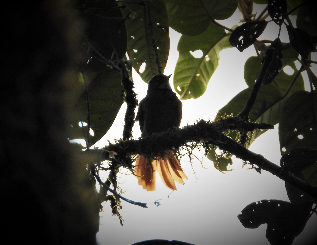 Fulvous-dotted Treerunner - ML509626681
