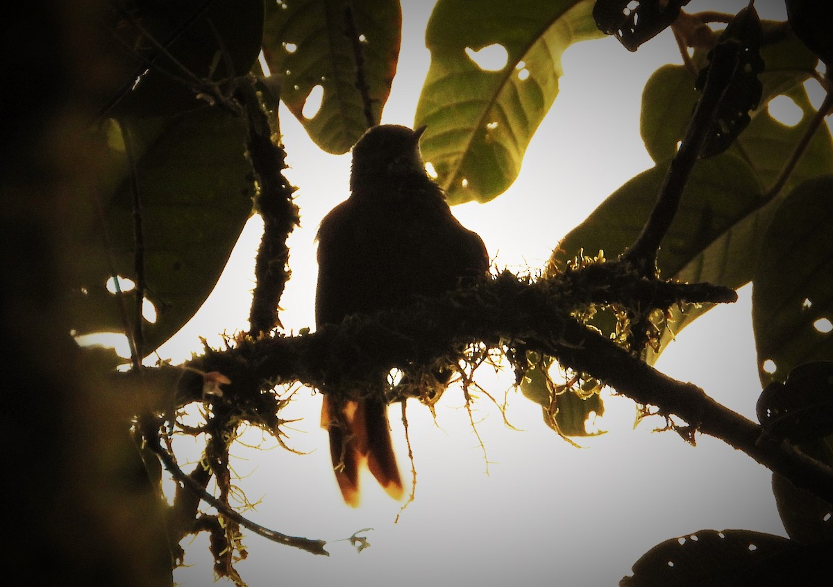 Fulvous-dotted Treerunner - ML509626741