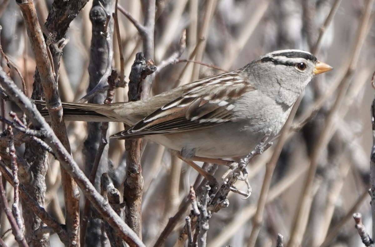 White-crowned Sparrow - ML509626821