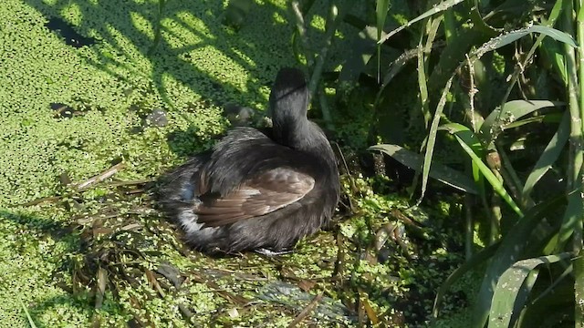 Least Grebe - ML509626941