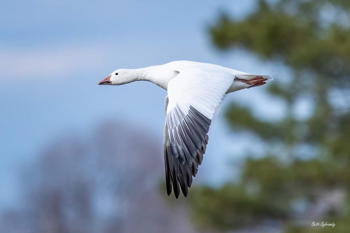 ハクガン - ML509627171