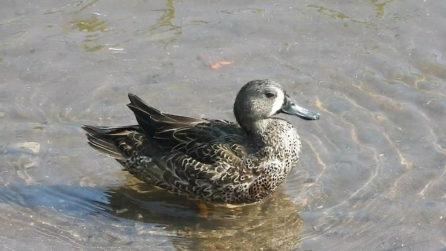 Blue-winged Teal - ML509627711