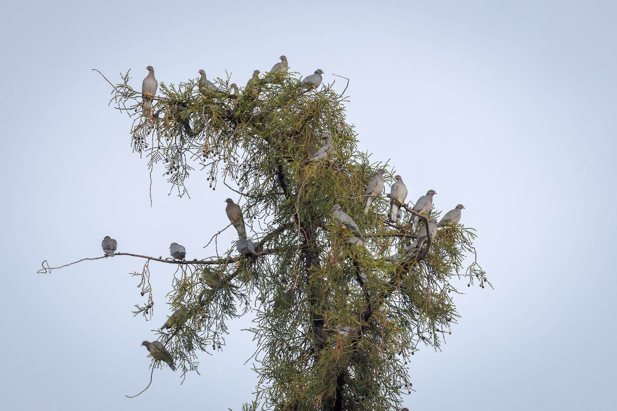 Band-tailed Pigeon - ML509628801