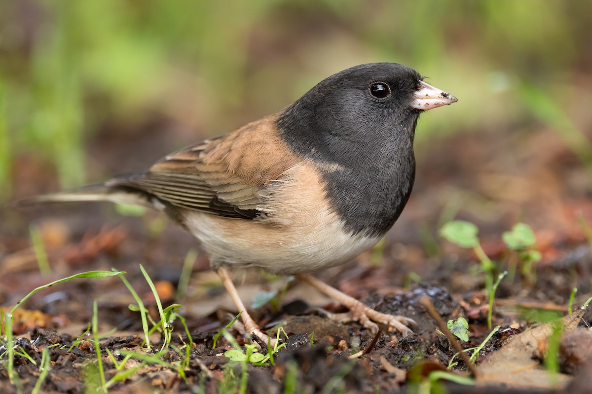 Dark-eyed Junco - ML509628911