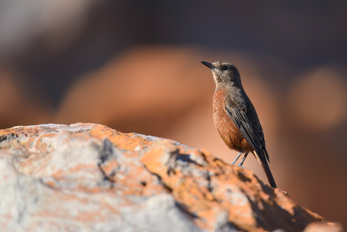 Cape Rock-Thrush - Regard Van Dyk