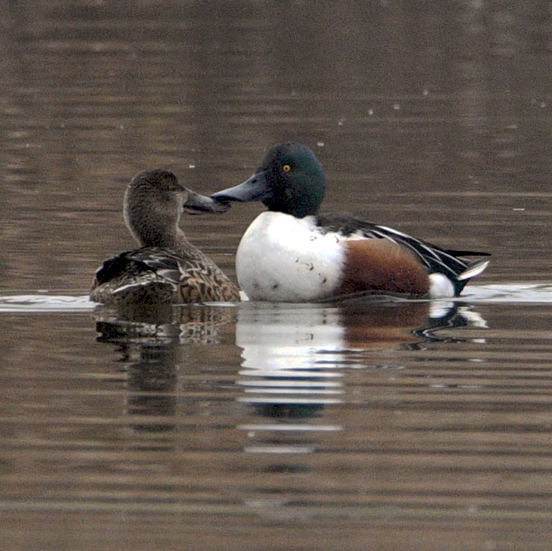 Northern Shoveler - ML509630901