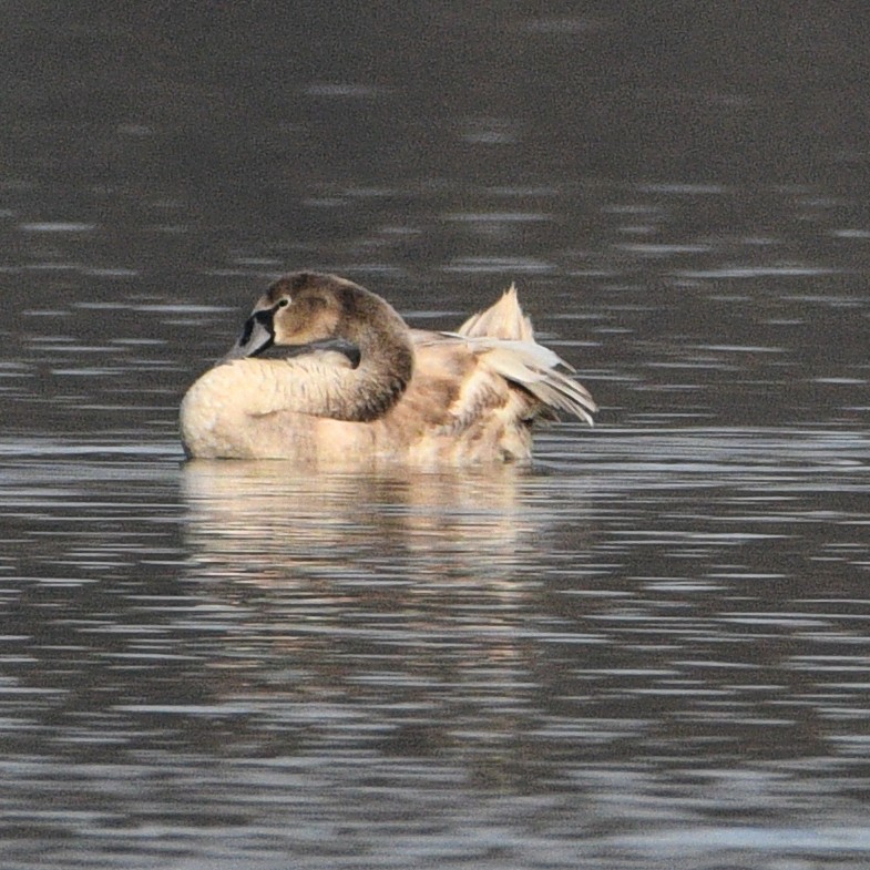 コブハクチョウ - ML509631161