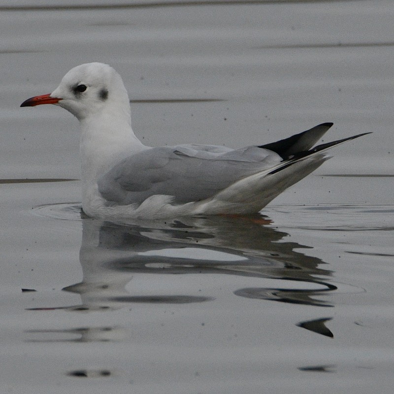 Black-headed Gull - Jos Simons