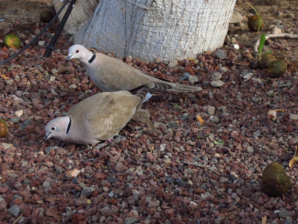 Eurasian Collared-Dove - ML509632221