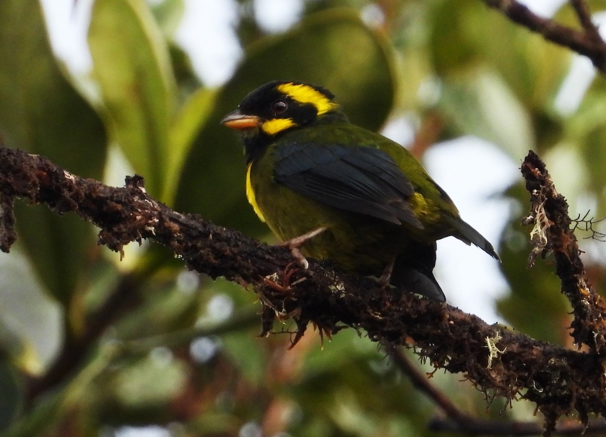 Gold-ringed Tanager - ML509632351