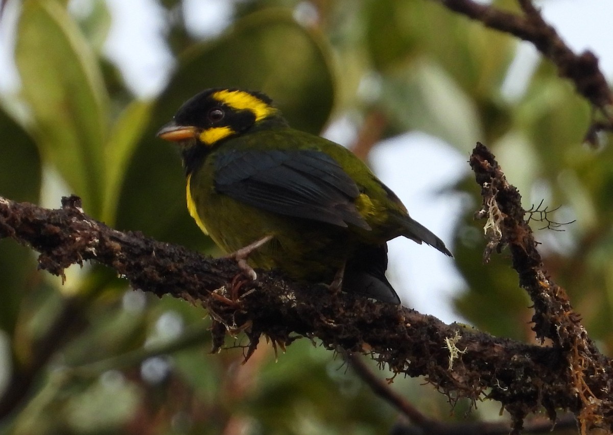 Gold-ringed Tanager - ML509632401