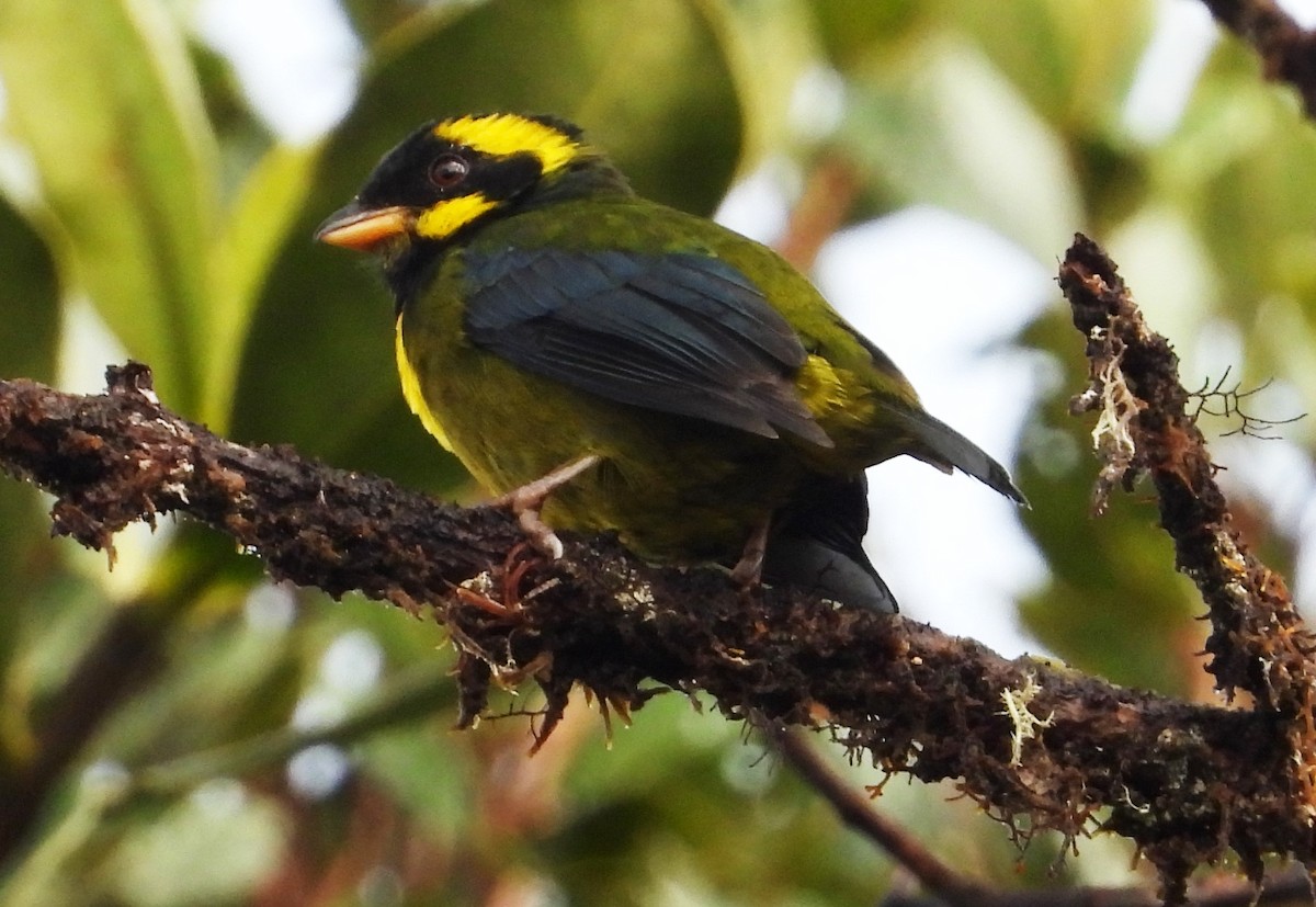 Gold-ringed Tanager - ML509632441