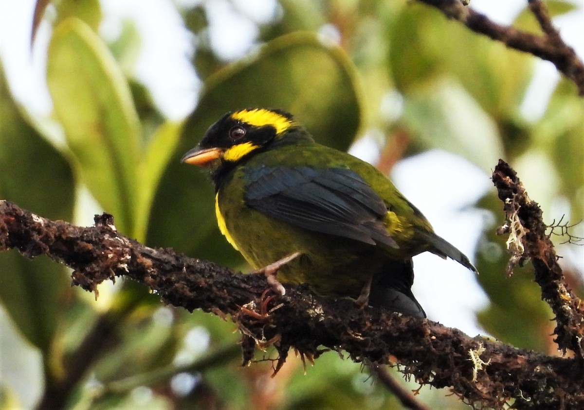 Gold-ringed Tanager - ML509632701