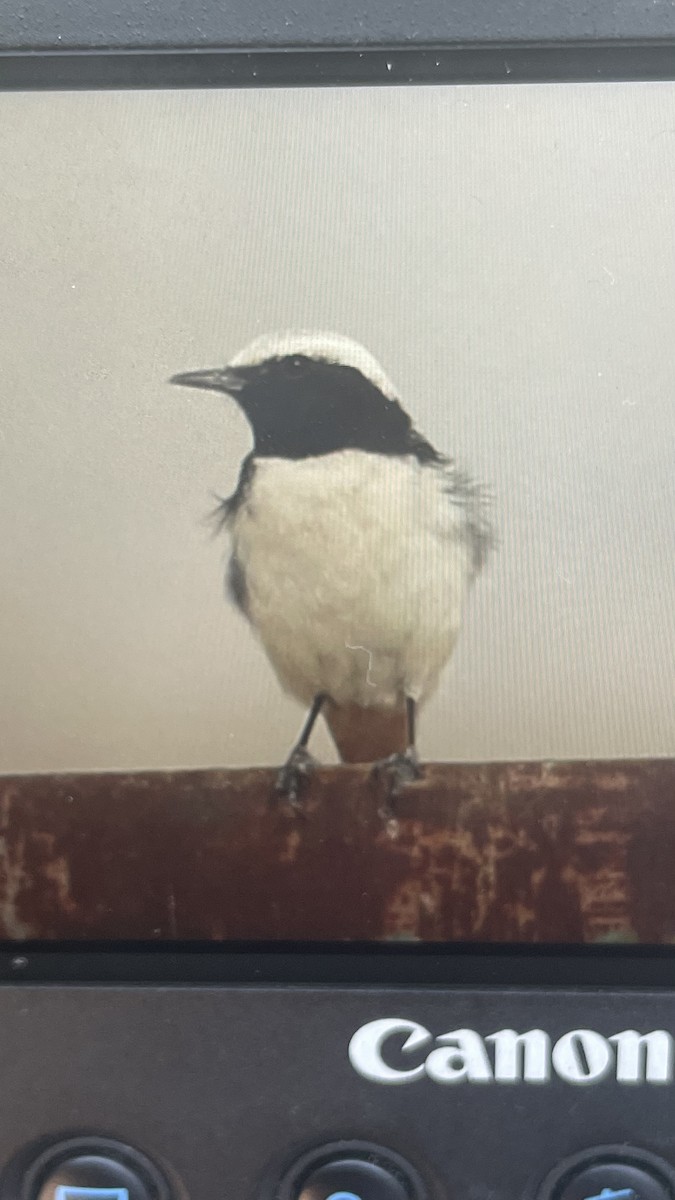 Mourning Wheatear - ML509634831