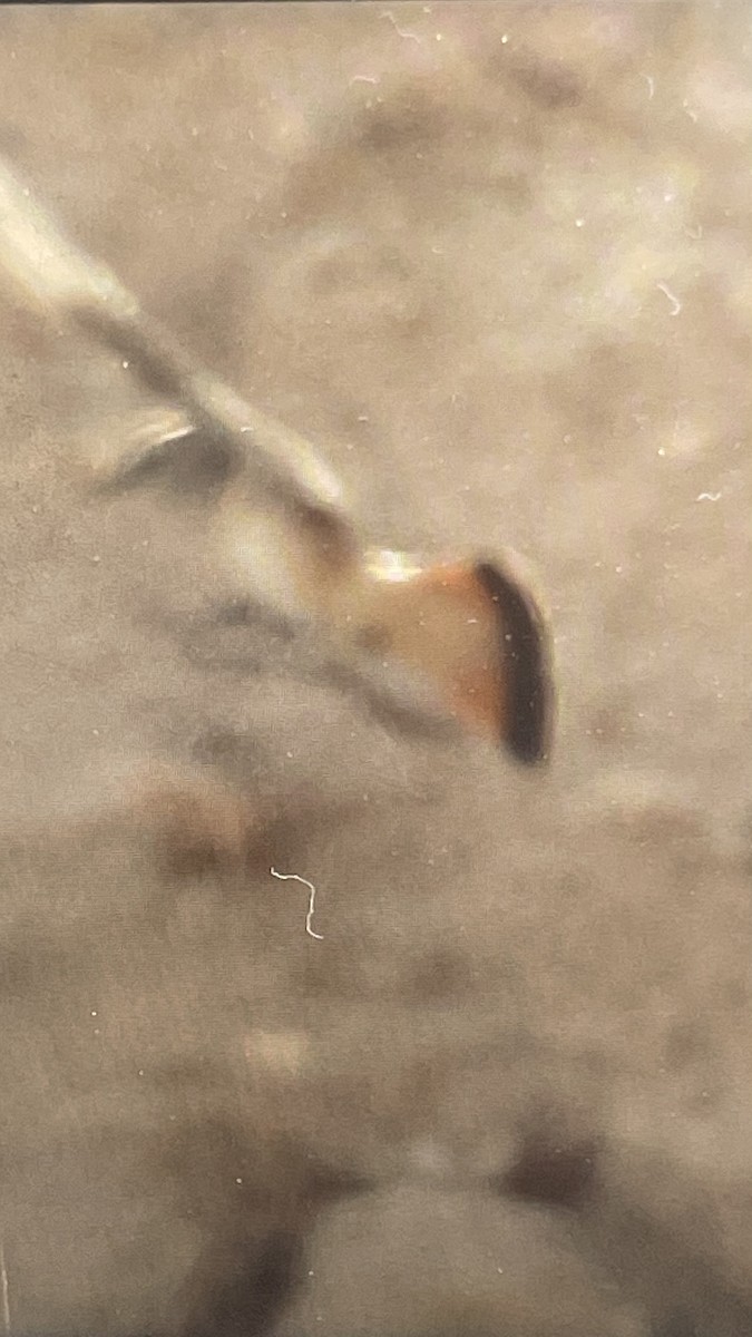Persian Wheatear - ML509634881