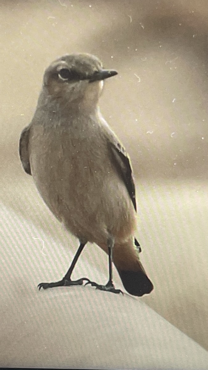 Persian Wheatear - ML509634891