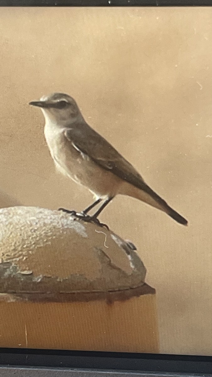 Persian Wheatear - ML509634901