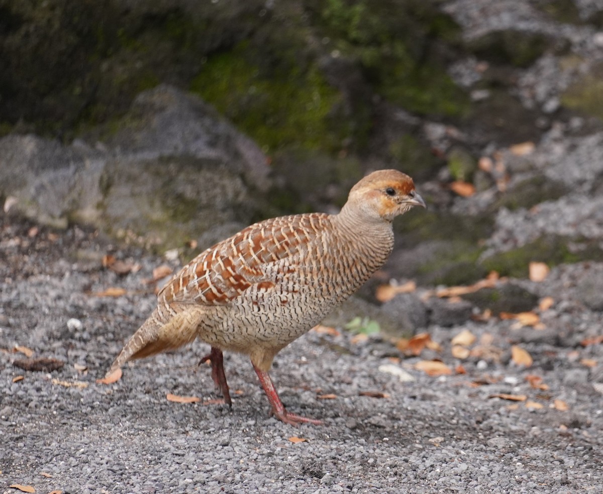 Gray Francolin - Bill Hunt