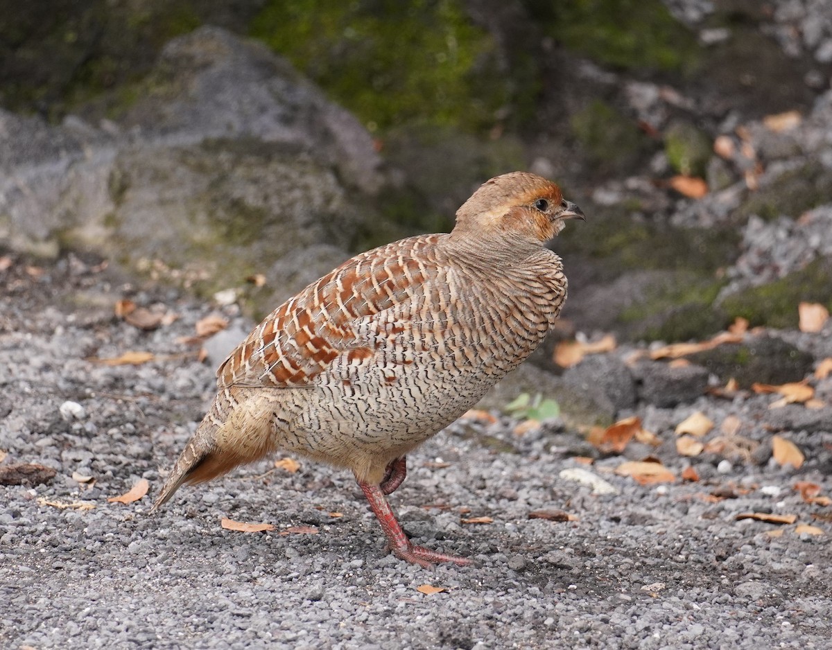 Gray Francolin - Bill Hunt