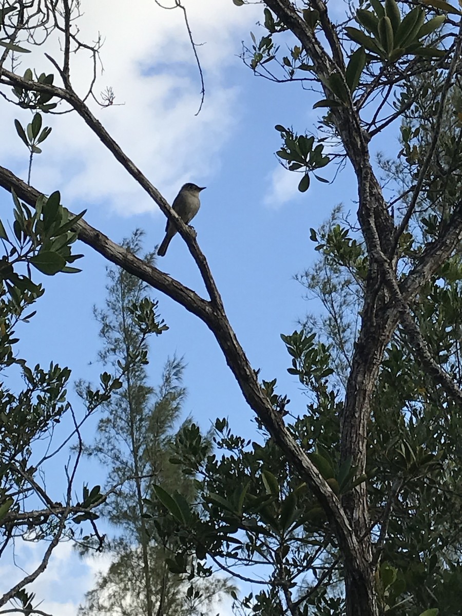 Cuban Pewee - ML509635351