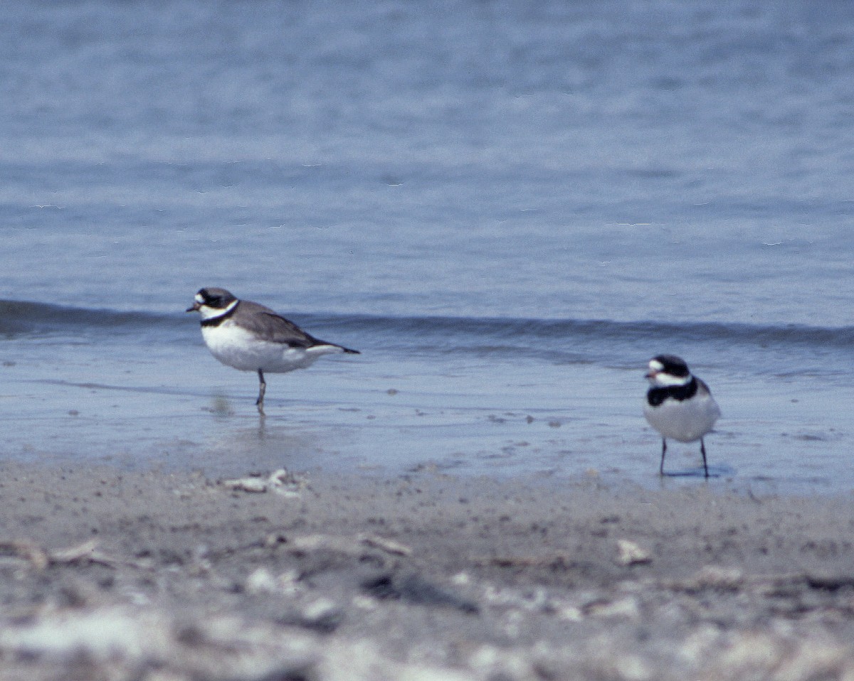 Semipalmated Plover - ML509635711