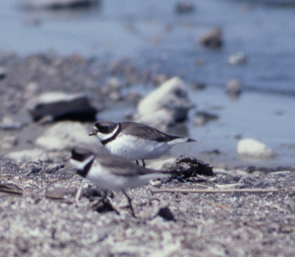 Semipalmated Plover - ML509635721