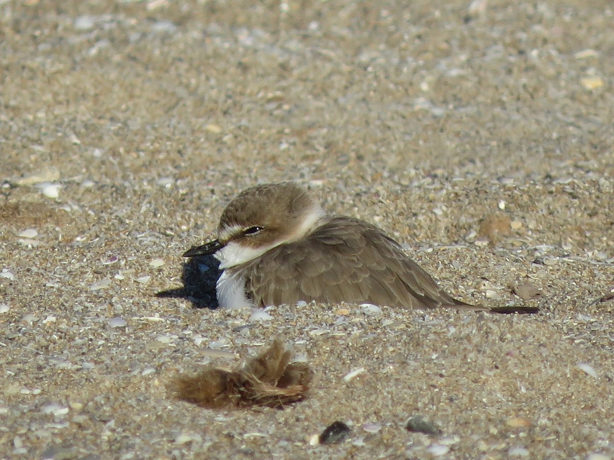 Kentish Plover - ML509636421