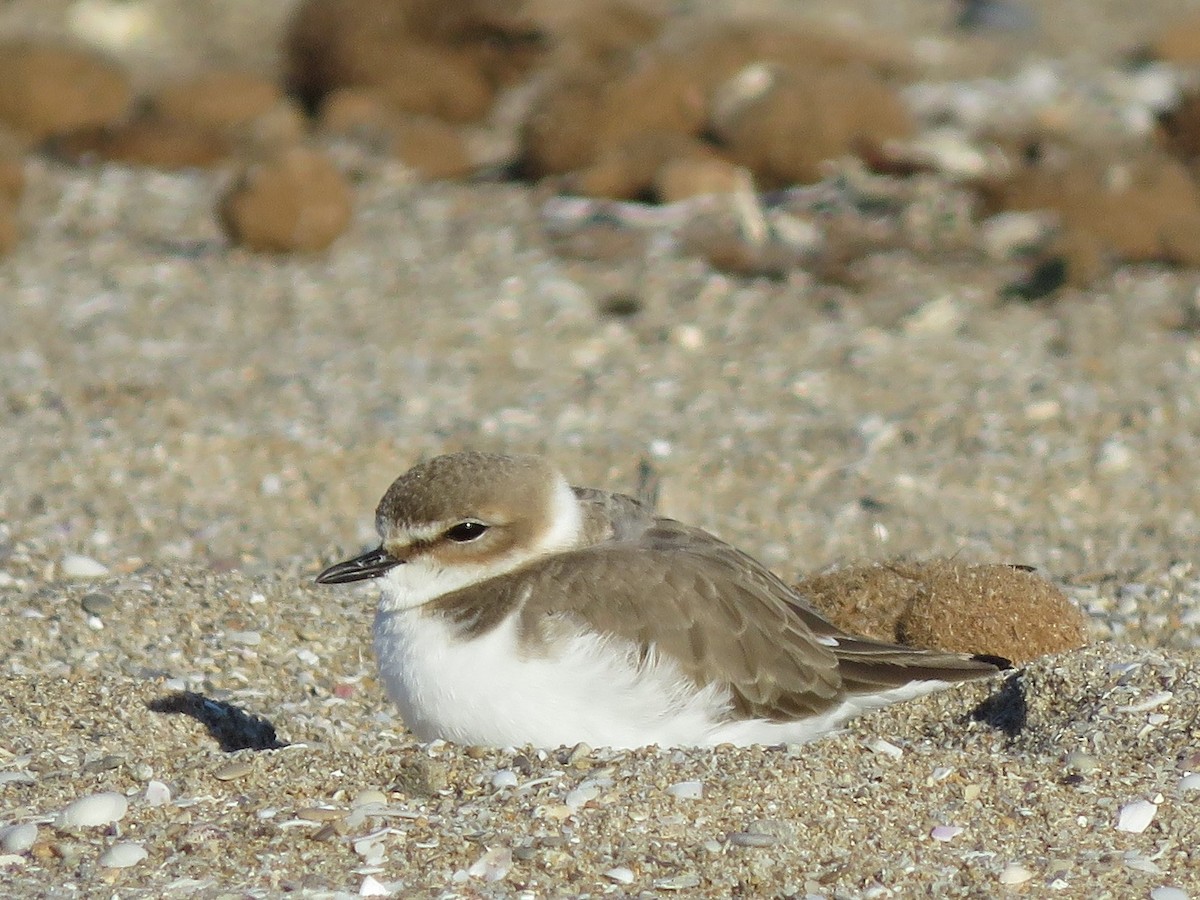 Kentish Plover - ML509636431