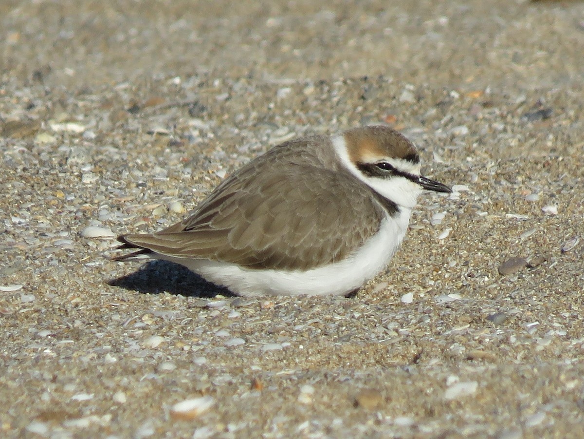 Kentish Plover - ML509636441