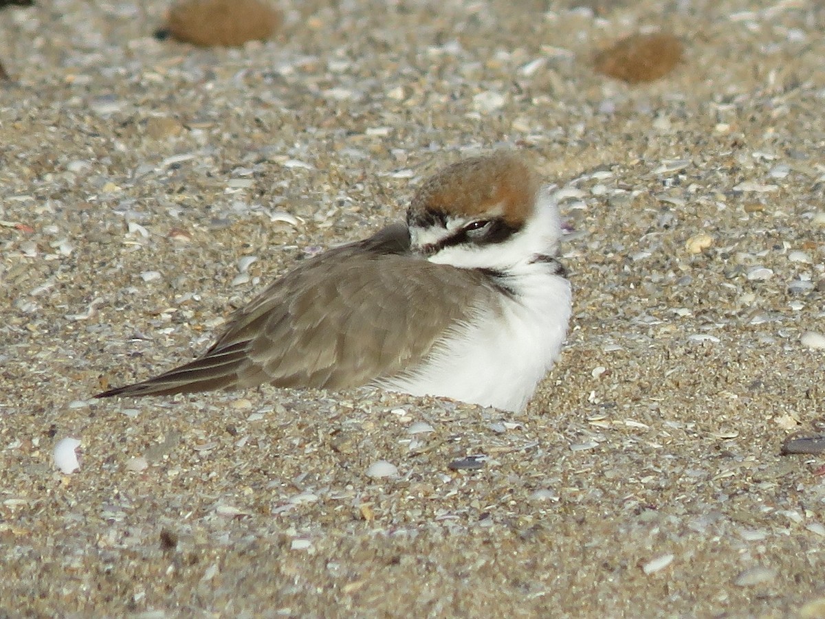 Kentish Plover - Dominique Bayne