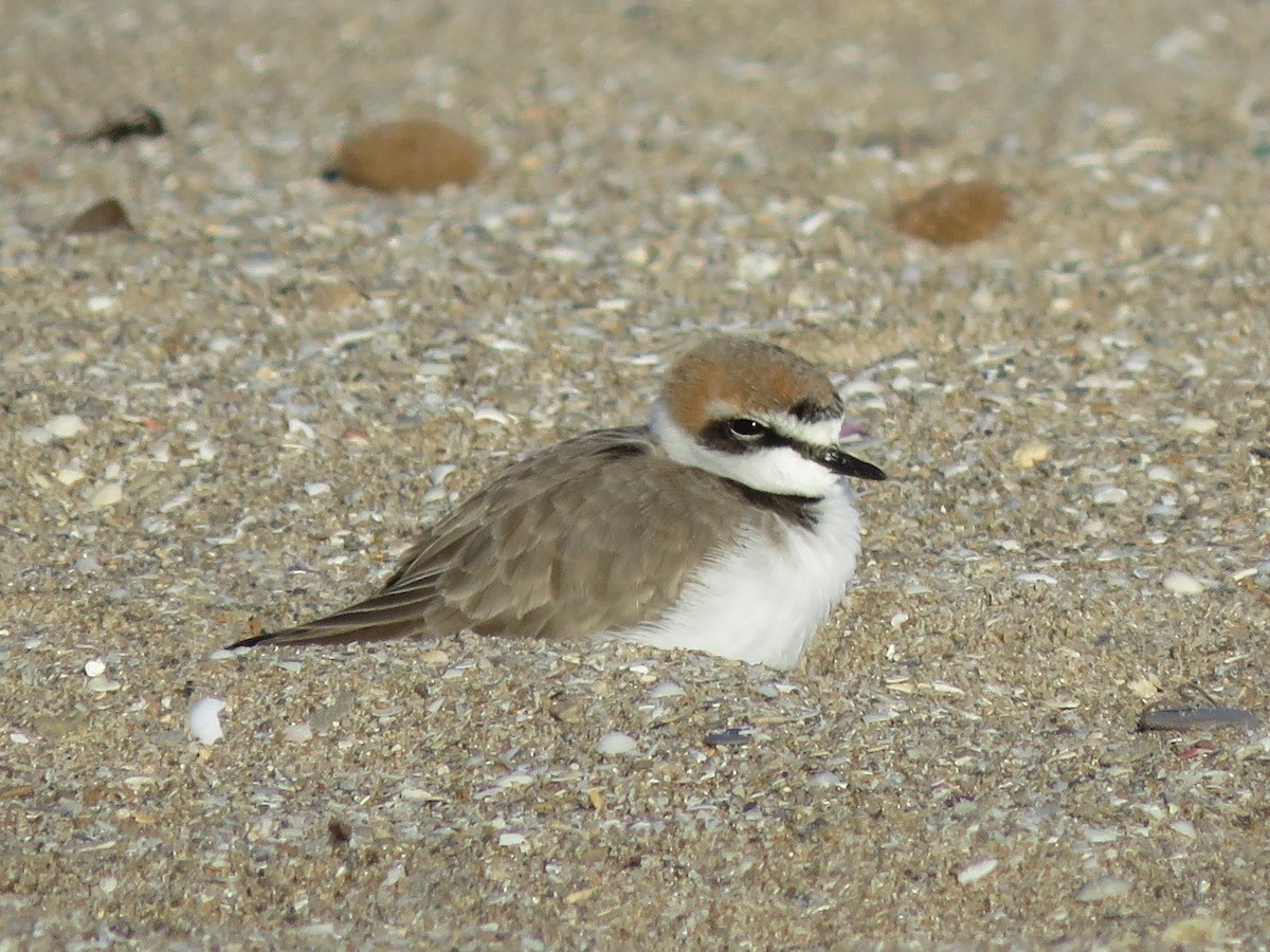 Kentish Plover - Dominique Bayne