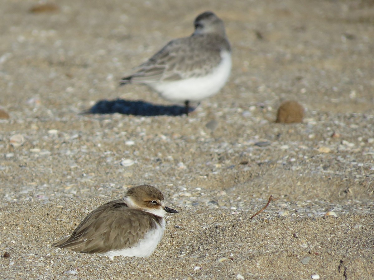 Kentish Plover - ML509636471