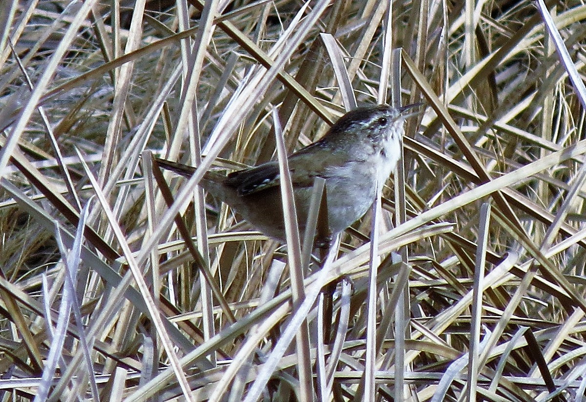 Marsh Wren - ML50963661