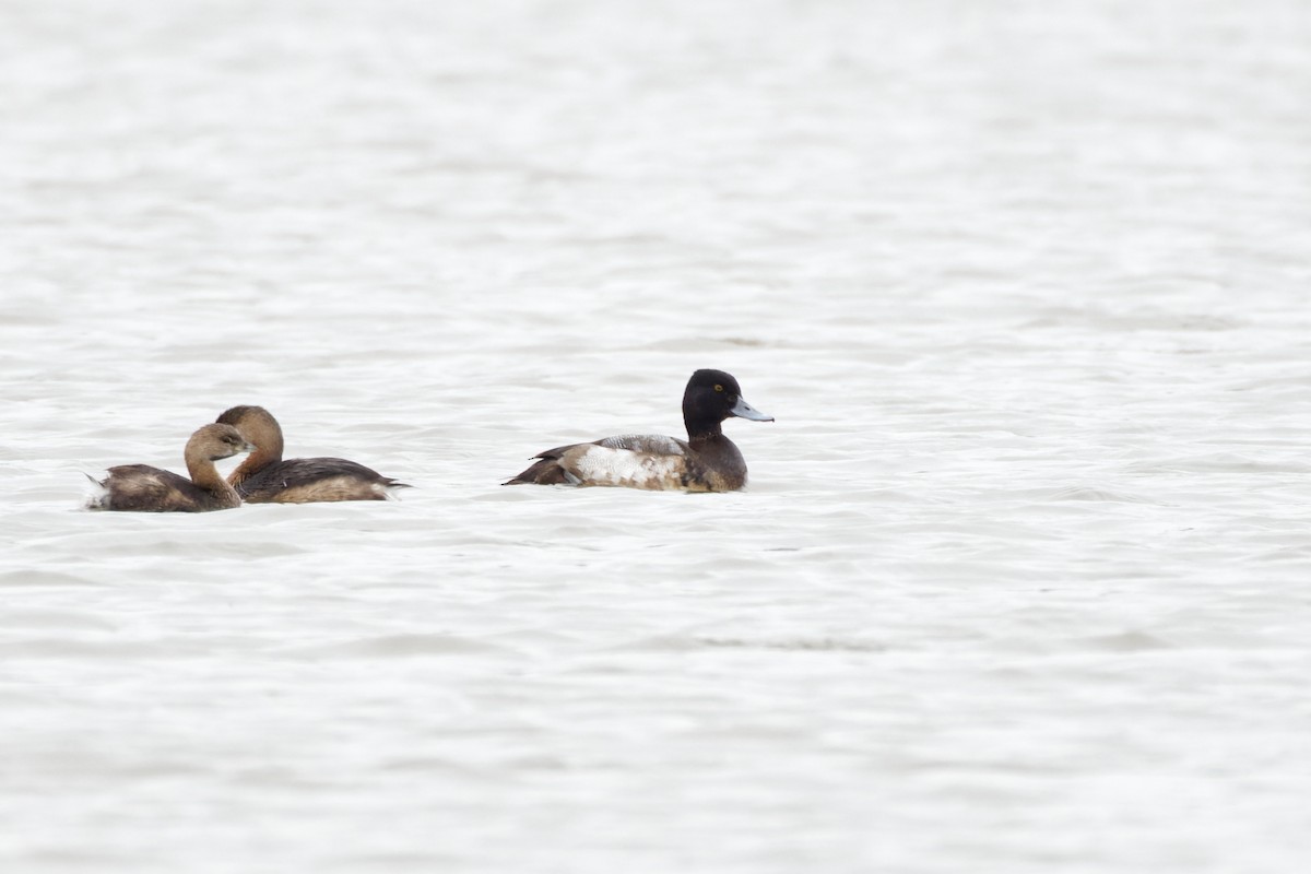 Lesser Scaup - ML509637041