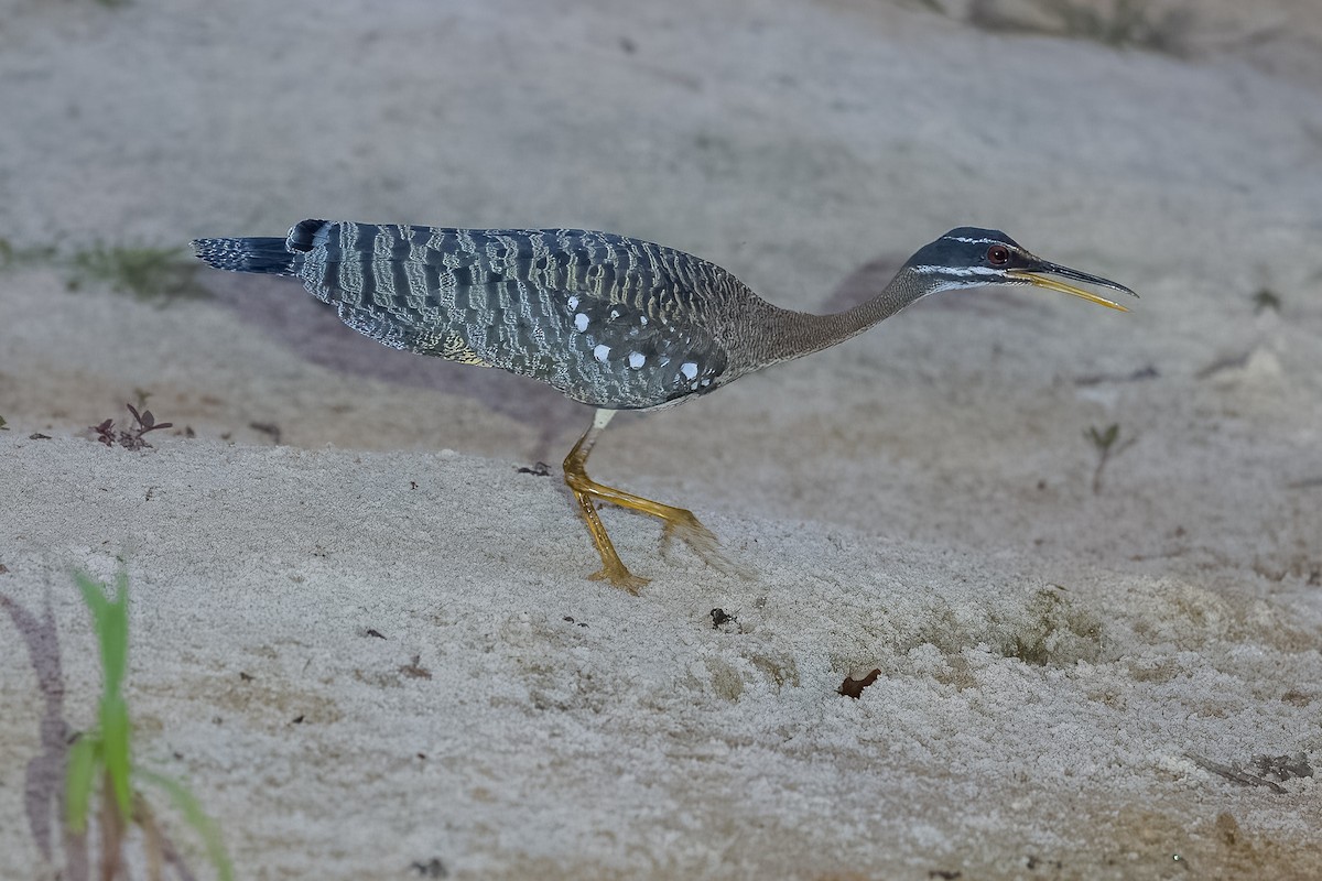 Sunbittern - ML509637421