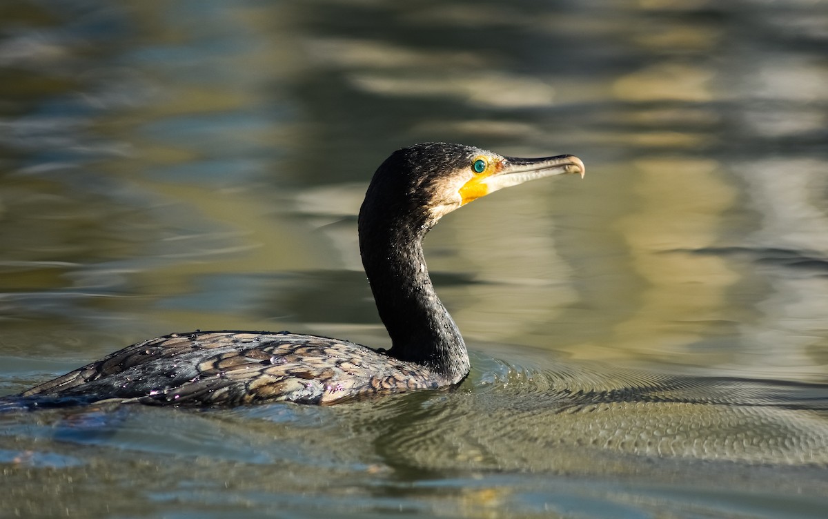 Cormorán Grande - ML509637501