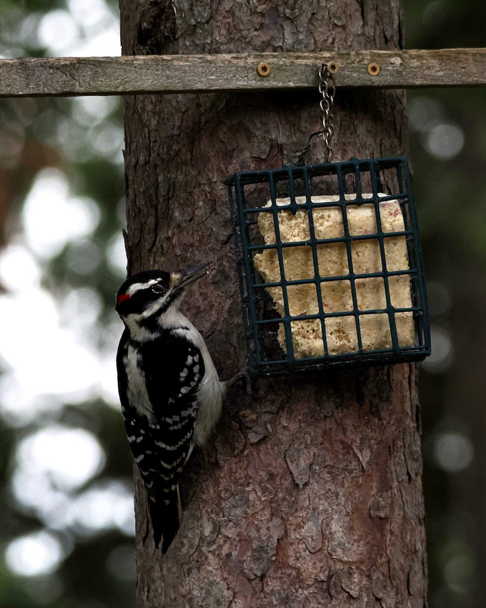 Hairy Woodpecker - ML509638461