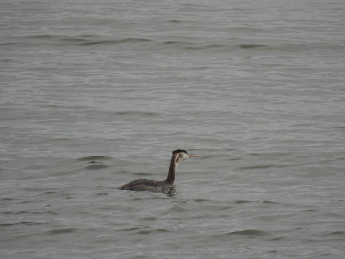 Great Crested Grebe - ML509638991