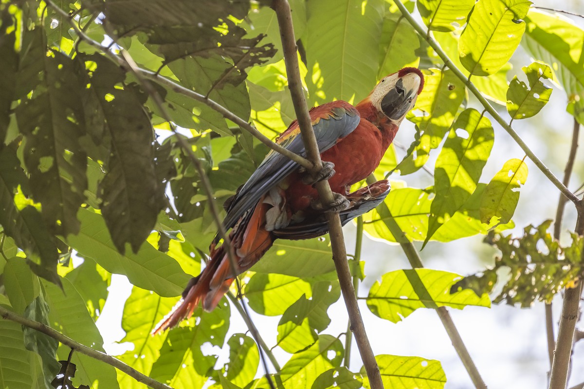 Scarlet Macaw - Amed Hernández