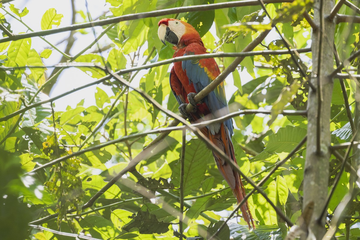Scarlet Macaw - Amed Hernández