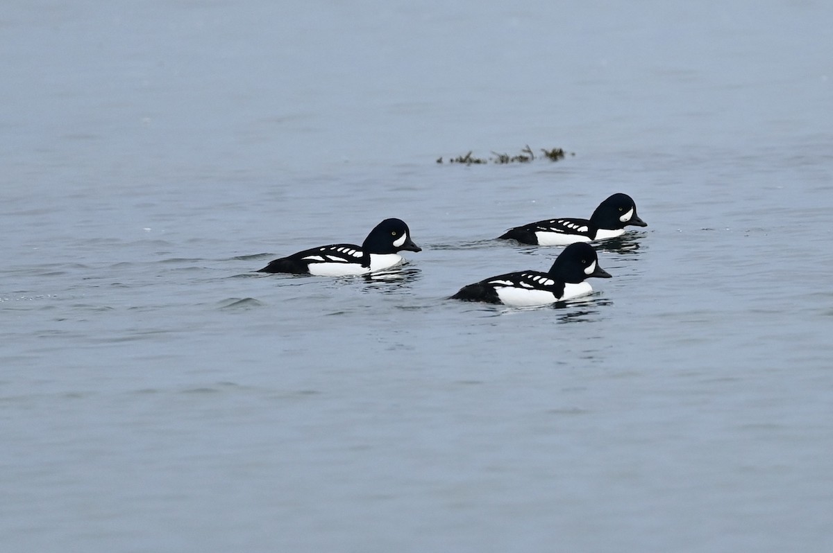 Barrow's Goldeneye - ML509644641