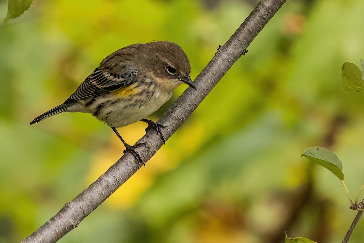 Yellow-rumped Warbler - ML509645881