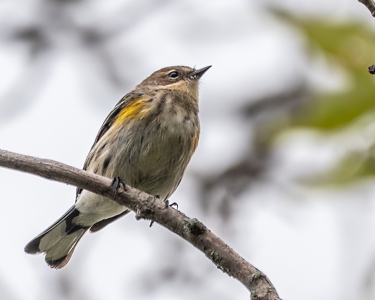 Yellow-rumped Warbler - ML509645891