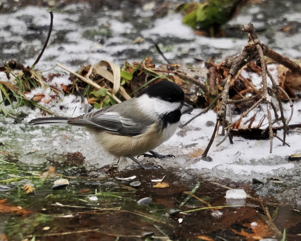 Black-capped Chickadee - ML509646451