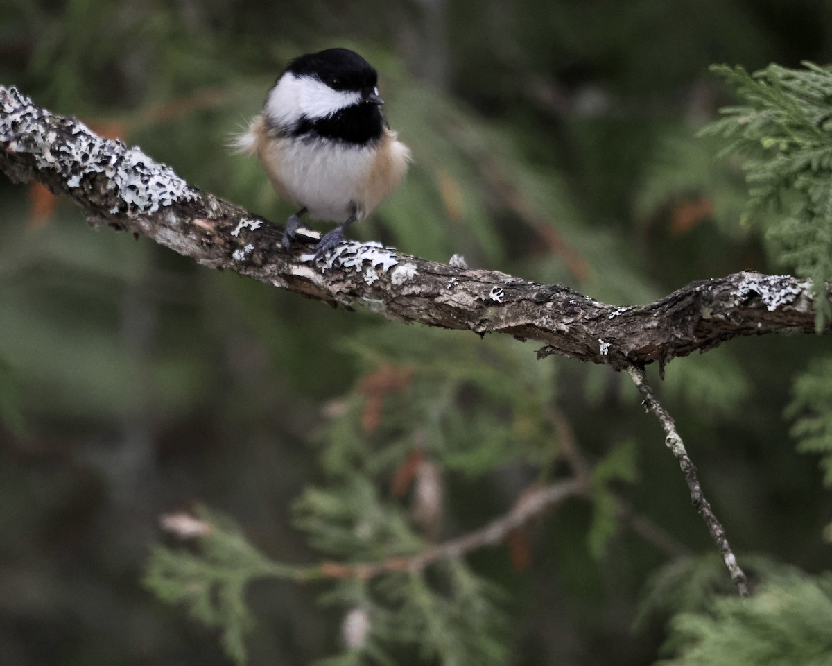 Black-capped Chickadee - ML509647231