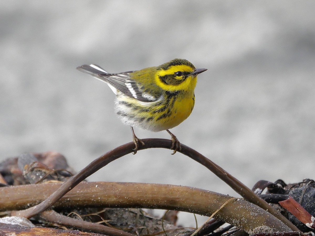 Townsend's Warbler - ML509647261