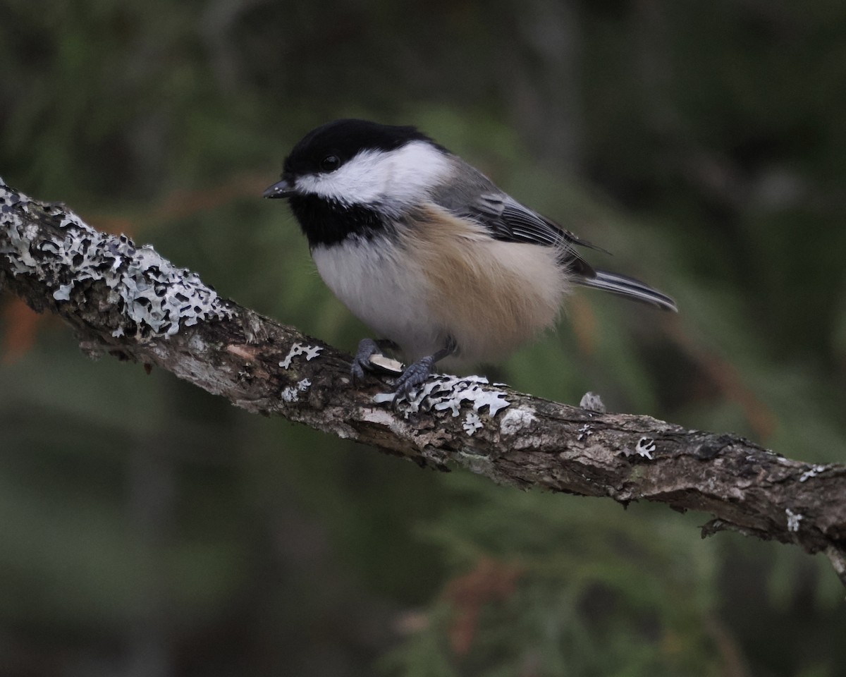 Black-capped Chickadee - ML509647421