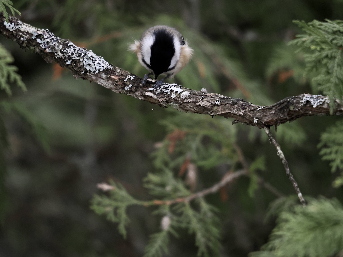 Black-capped Chickadee - ML509647711